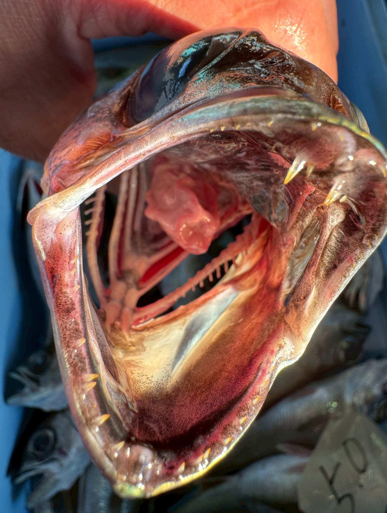 クロムツの野獣のような歯と口は、深海での肉食生活に特化した「捕食効率最優先」の進化の結果。釣太郎