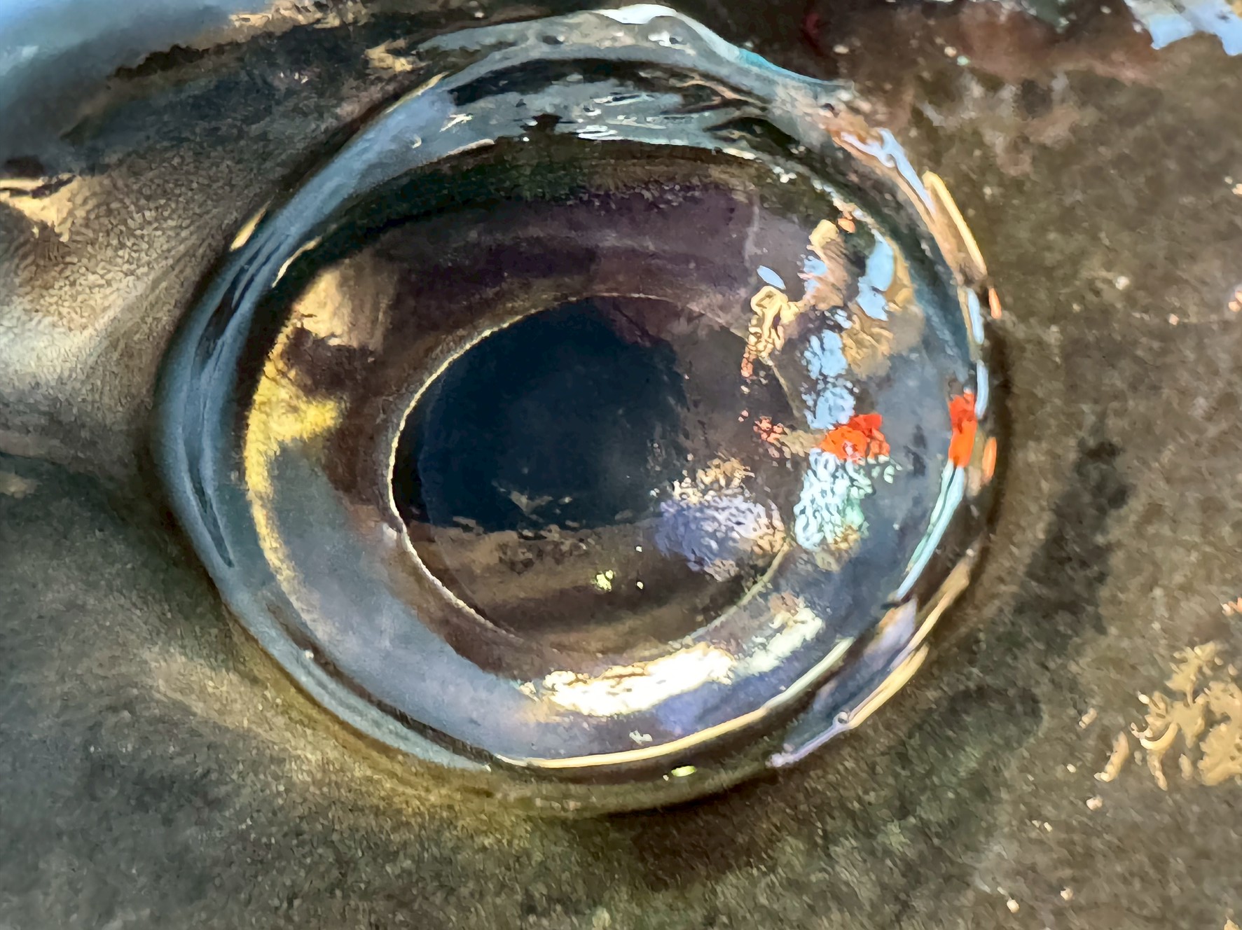 口太グレの目が青く見えるのは、青い光を感知しやすい反射構造と視覚能力の進化により、浅場で光を受けた時に明瞭に青く映るため。釣太郎