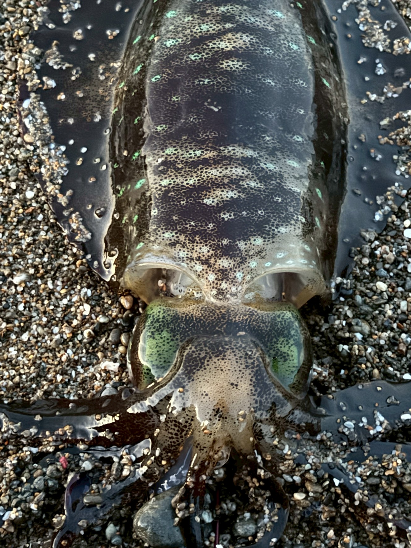 330gのアオリイカが釣れました！ここはみなべ町千里浜。11月22日土曜日。釣太郎
