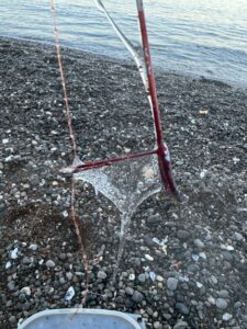 アオリイカ釣りで面倒なのは 墨とヌメリ（粘液）。ヌメリは外敵や細菌から守る防御膜で、うろこが無い代わりに重要な役割。構造はウナギやヌタウナギと同じ「粘液保護システム」釣太郎