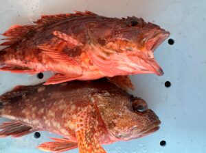 口が開いている＝呼吸困難で苦しんで死んだ可能性大。口が閉じている＝即死、または適切に締められた可能性大選ぶなら口が閉じている方。釣太郎