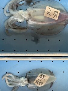 世界有数のアオリイカ天国「南紀」特有の海況説明。釣太郎