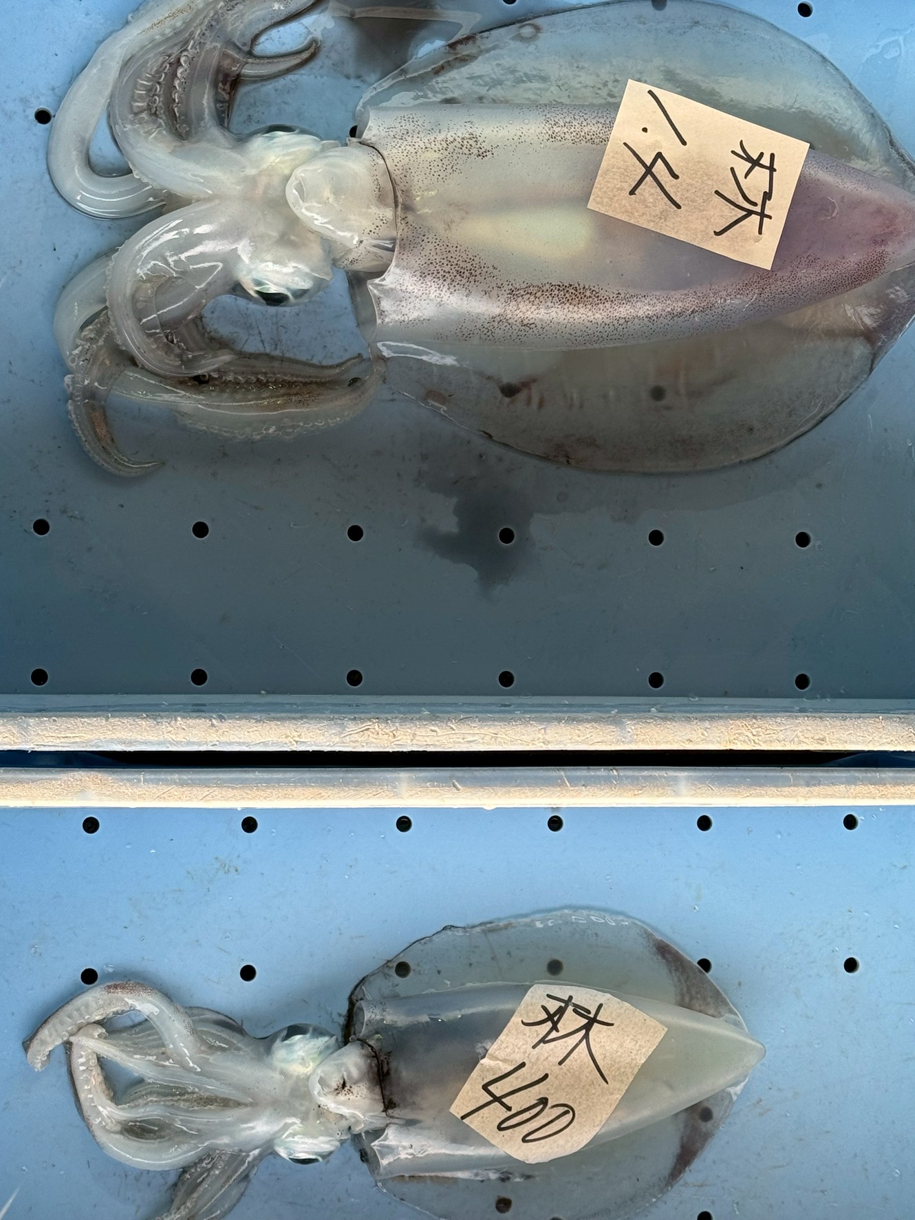 世界有数のアオリイカ天国「南紀」特有の海況説明。釣太郎