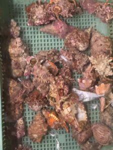 みなべ店、ヤドカリ少量あります。ウニは多数在庫あり。釣太郎