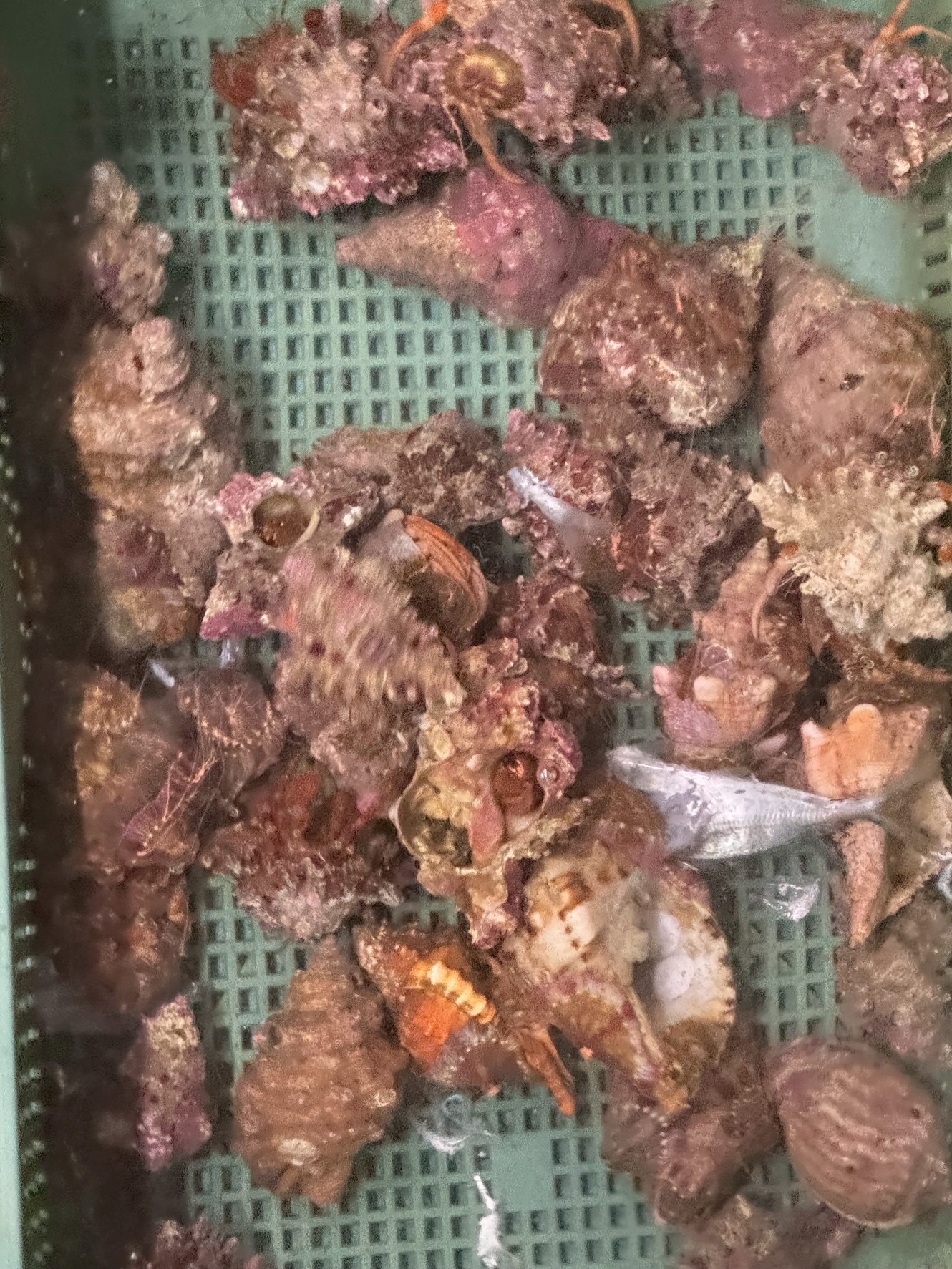 みなべ店、ヤドカリ少量あります。ウニは多数在庫あり。釣太郎