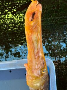 アオヤガラはアカヤガラと色が違うだけでなく、味・希少性・サイズすべてで上回る存在。釣太郎