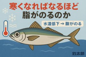 寒尺アジが美味しいのは「過酷すぎない寒さ」があるから・適温は16〜18℃・南紀の冬はベストコンディション・脂は増え、しかも軽く甘い・身が締まり、旨味が爆発。釣太郎