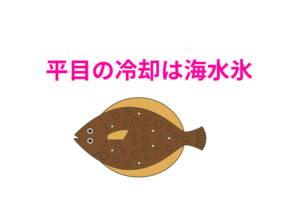 これからが旬本番の寒ビラメ。 その極上の脂と甘みを損なわないよう、ぜひ「海水氷」での冷却を徹底してください。釣太郎