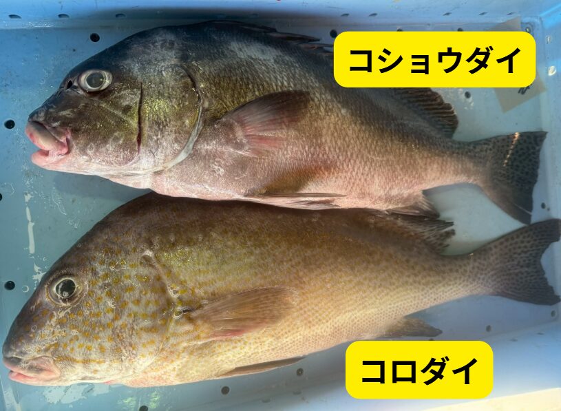 コロダイとコショウダイは似ているが決定的な違いがある。・斑点の有無・口の形・体型 ・体色・模様の出方。釣太郎