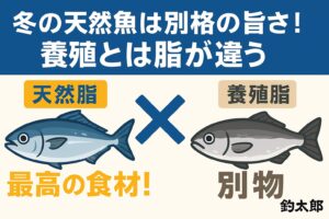 冬季の天然魚の脂は、養殖とは根本から違う ・天然の脂はDHA・EPAが多く溶けやすい ・養殖の脂はエサ由来で、重く後味が残りやすい・運動量の違いで脂の質と身の締まりに差が出る.釣太郎