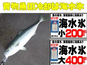 青物魚を最高の状態で持ち帰るためには、 真水氷より海水氷が圧倒的に有利。釣太郎