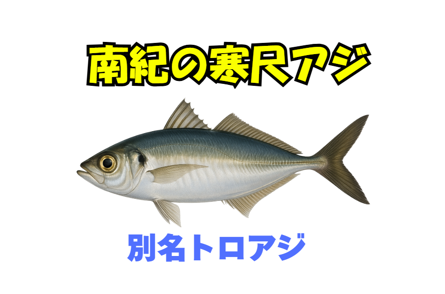 これからが脂がのる南紀の寒尺アジ。アジは大衆魚ですが、これは別格。釣太郎