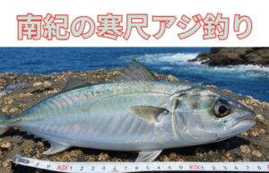 35cmの尺アジ。 写真で見るだけでもその迫力が伝わってきますが、実際に釣り上げた時の感動は、想像をはるかに超えます。釣太郎