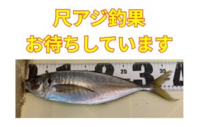 尺アジ釣果お待ちしています。クーポン券とバラ氷サービス。釣太郎