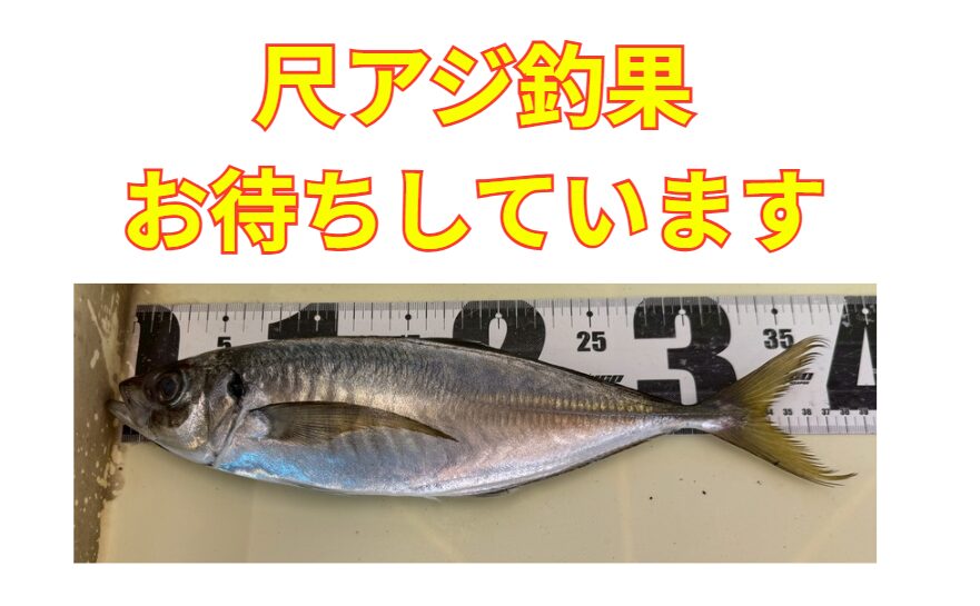 尺アジ釣果お待ちしています。クーポン券とバラ氷サービス。釣太郎