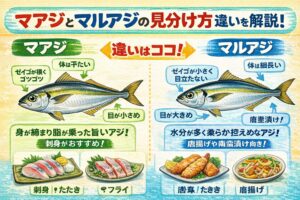 マアジとマルアジの一番簡単な見分け方。① 体の形マアジ、体高があり、横から見るとやや平たい。マルアジ、体が細長く丸っこい。釣太郎