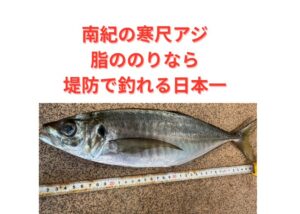 南紀の寒尺アジは堤防魚の頂点 ・脂質含有率は最大18％超 ・動かないことで脂を守る ・生き残った個体だけが巨大化 ・刺身適性は全国トップクラス。釣太郎