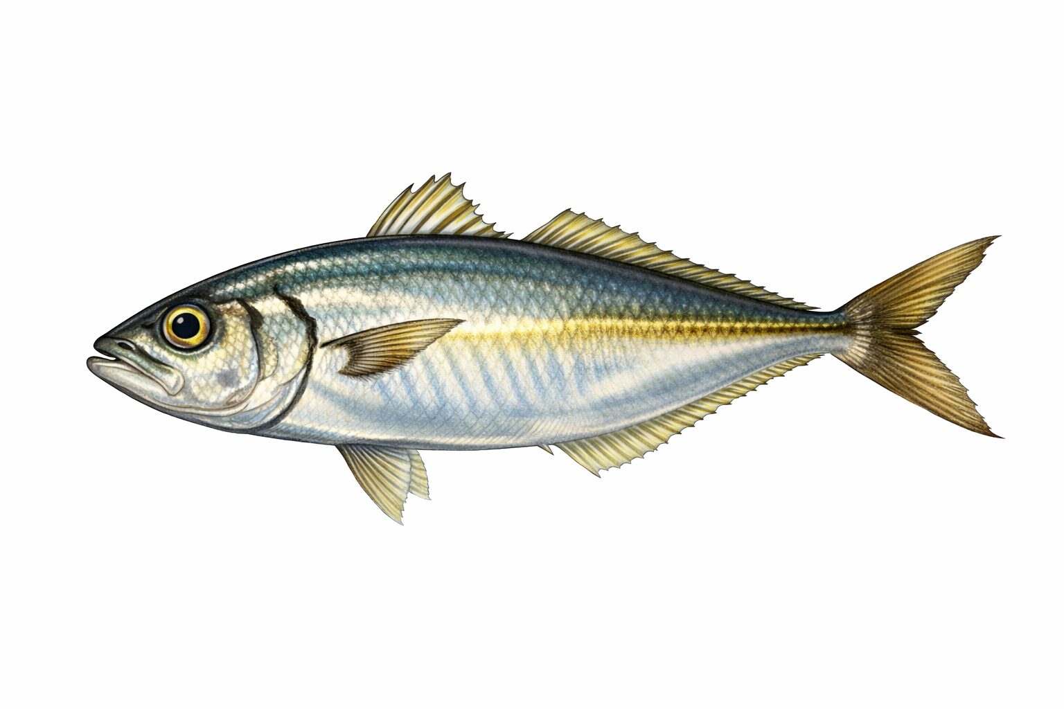 釣太郎みなべ店前堤防でも、良型アジが釣れているようです。