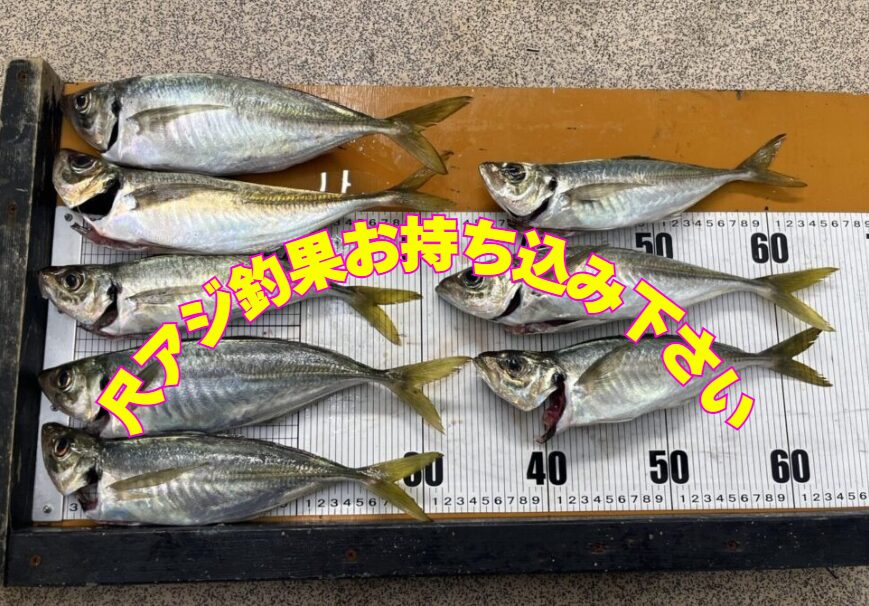 デカアジお持ち込み下さい。検寸できます。釣太郎