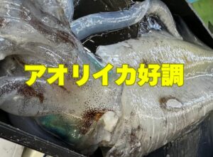 水温下がりましたが、みなべ町近辺でアオリイカ釣り好調！釣太郎