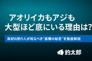 アオリイカもアジも大型ほど底にいる。水温が安定・餌が豊富・捕食者が少ない・省エネで動ける・匂いが溜まるから。釣太郎