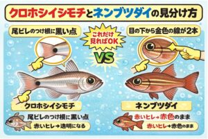 南紀の堤防でよく釣れる赤ジャコの正体は ・ほぼクロホシイシモチ。ネンブツダイは少数派。釣太郎