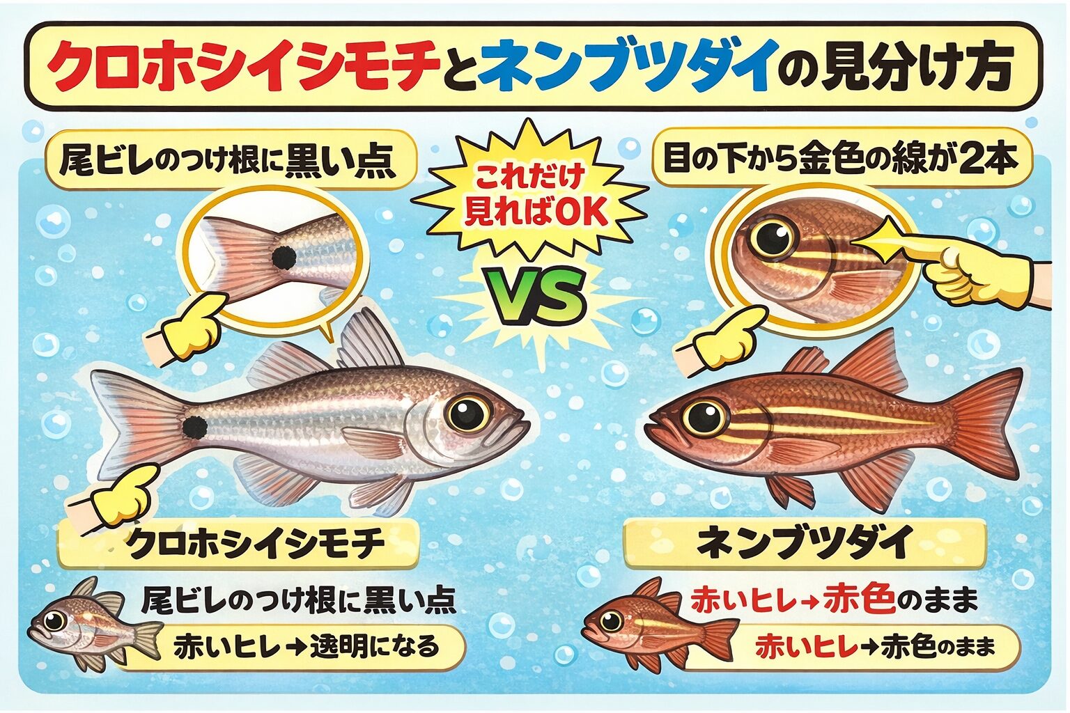 南紀の堤防でよく釣れる赤ジャコの正体は ・ほぼクロホシイシモチ。ネンブツダイは少数派。釣太郎