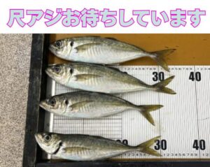 尺アジお持ち込み下さい。クーポン券誤用してお待ちしています。釣太郎