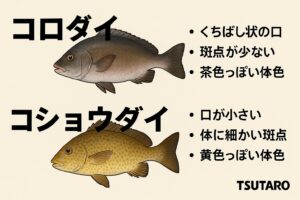 強烈な引きと、脂の乗った濃厚な味を楽しみたいなら「コロダイ」。上品な白身と、少しレアな魚に出会いたいなら「コショウダイ」釣太郎