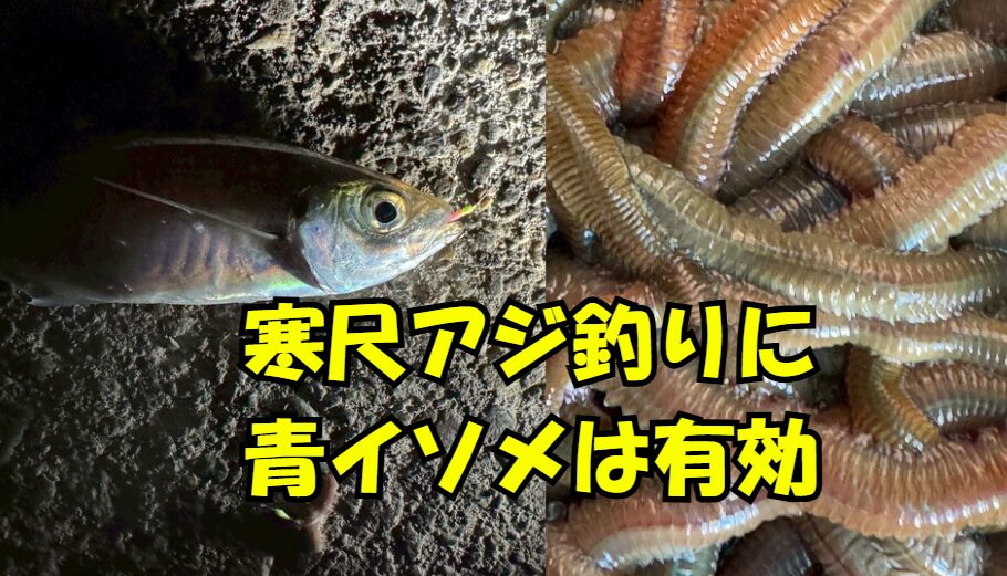 南紀・冬季】寒尺アジ釣りに青イソメが絶大な効果を発揮する。釣太郎