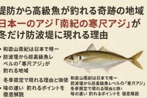 南紀の冬にだけ現れる寒尺アジは全国でもトップクラスの脂を持つ高級魚。それが堤防で釣れるのは日本中で南紀だけ。釣太郎