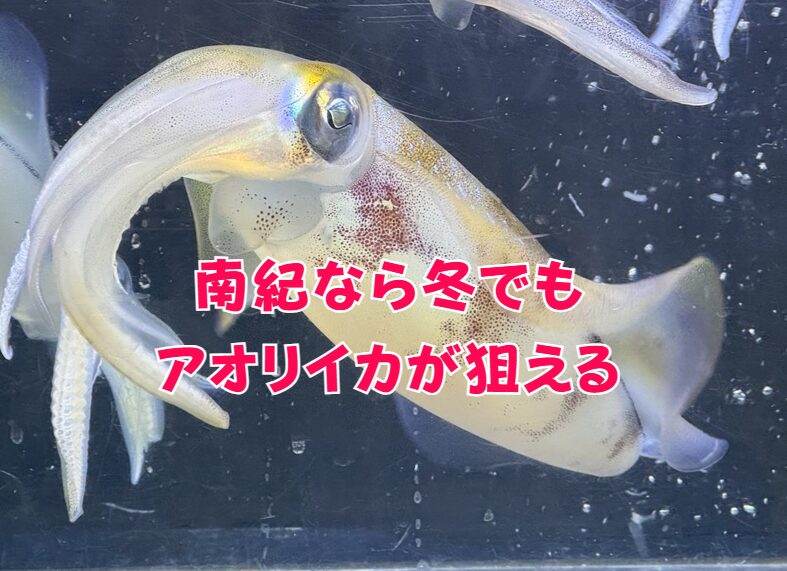 全国的には「冬はアオリイカが釣れない」が常識。 しかし南紀だけは違います。釣太郎