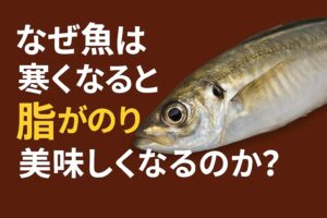 魚が脂のるのは生き残るため。だから冬は美味しい。魚は・寒さ ・エサ不足・産卵準備。このすべてを乗り越えるために脂をためます。その脂が旨味と甘味、深みを生み。冬の魚を“旬の味”へと仕上げます。釣太郎