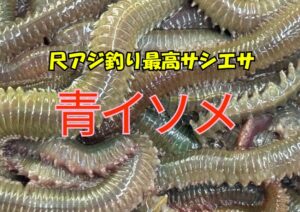 【南紀の寒尺アジ】なぜ「青イソメ」が最強のエサなのか？オキアミにはない4つの「爆釣理由」を徹底解説。釣太郎