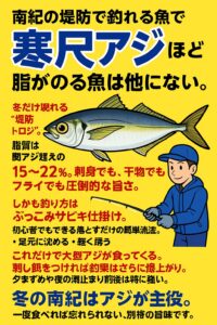南紀の寒尺アジは、堤防から釣れる魚として脂のりが全国トップクラス。関アジを上回るレベルの“トロアジ”が冬だけ堤防に接岸します。釣太郎