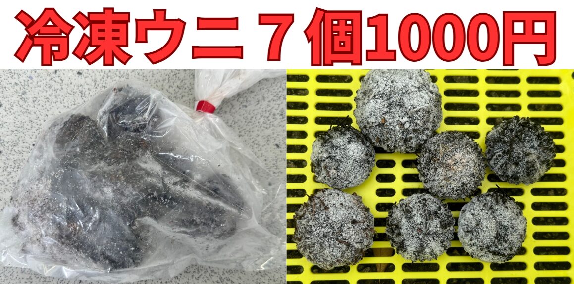 冷凍ウニ7個入り1000円。生は今シーズン販売終了。釣太郎