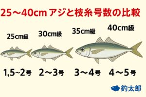 南紀尺アジ釣り、30cm級アジ。→ 枝糸 2号〜3号が基準。30cmを超えると「大アジ」と呼ばれるサイズ。釣太郎
