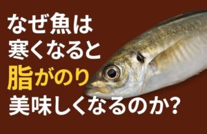 魚が脂のるのは生き残るため。だから冬は美味しい。魚は・寒さ・エサ不足・産卵準備。このすべてを乗り越えるために脂をためます。釣太郎