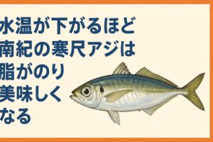 南紀の寒尺アジは、寒さが増すほど脂がのり、冬こそが最高の旬。釣太郎