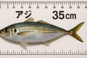 この冬、南紀の堤防で「寒尺アジ」を釣り上げる感動を味わってみませんか？釣太郎