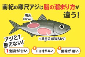 南紀の寒尺アジは、脂が多いではなく脂の乗り方が特別。腹身と内臓周辺に集中する脂が、 刺身の甘味、口溶け、余韻を生み出し、 アジとは思えない高級魚の味わいを作り出す。釣太郎