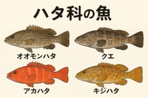 ハタ科＝高級魚だが、中身は完全にピンキリ。そもそもハタ科は生態的に“量が出ない”グループで、流通量が少ない。南紀ではオオモンハタが身近で、クエは紀州ブランドの“幻の魚”ポジション。釣太郎