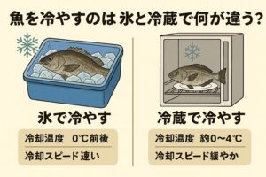 氷冷と冷蔵の違い。氷冷￥冷却＝瞬間冷却。釣り直後・脱血後に最適。冷蔵＝安定保存。家庭・店舗での管理に最適。釣太郎