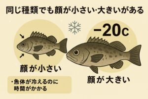 同じ魚種でも顔の大小がある。顔が小さい個体: 筋肉が控えめで、身が柔らかくなりやすい。顔が大きい個体: 筋肉が発達し、身が硬くなりやすい。釣太郎