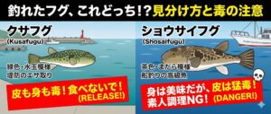 「一生に一度の贅沢で、ガツンと旨い魚を食べたい」ならクエ。 「繊細な日本の冬の味覚を、ポン酢で粋に楽しみたい」ならトラフグ。釣太郎