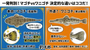 マゴチ（真鯒）釣り人にとってのスターであり、夏のフグとも称される超高級魚。ワニゴチ（鰐鯒） マゴチの外道として釣れることが多い。釣太郎