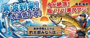 今がまさに「脂のピーク」です。結論として、水温が下がるこの時期こそ、南紀の寒尺アジは一年で最も美味しくなります。釣太郎