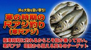 南紀の寒尺アジは、アジ好きなら一度は味わいたい極上の一尾。釣太郎