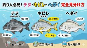 ヒレが黄色い→キビレ（キチヌ）。ヒレが黒く、精悍な顔→チヌ（クロダイ）。白っぽくて、丸い優しい顔　→ヘダイ。釣太郎