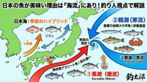 釣り人なら天気予報で一度は耳にしたことがある「黒潮」や「親潮」。 実はこれ、単なる海水の流れではなく、魚の「肉質」や「味」を決定づける最重要ファクター。釣太郎
